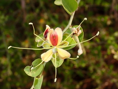 Cadaba fruticosa