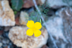 Eschscholzia papastillii