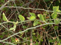 Cadaba fruticosa