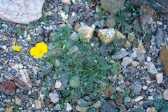 Eschscholzia papastillii