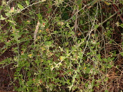 Cadaba fruticosa