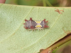 Doratifera vulnerans