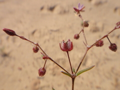 Spergularia diandra