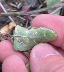 Liriomyza chenopodii