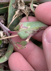 Liriomyza chenopodii