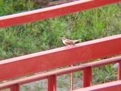 Passer montanus