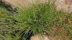 Cyperus laevigatus
