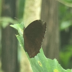 Elymnias hypermnestra