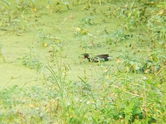 Gallinula chloropus