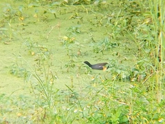 Gallinula chloropus