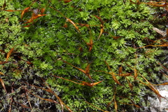 Syntrichia montana
