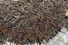 Syntrichia montana