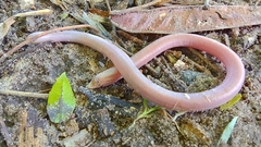 Leposternon polystegum