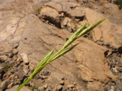 Lolium canariense