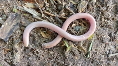 Leposternon polystegum