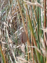 Argyrophenga antipodum