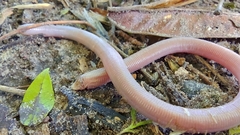 Leposternon polystegum