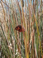 Argyrophenga antipodum