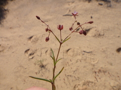 Spergularia diandra