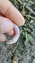 Leposternon polystegum