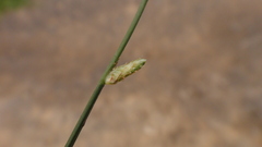 Cyperus laevigatus