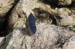 Luthrodes pandava