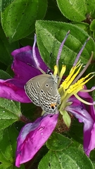 Luthrodes pandava