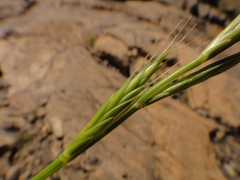 Lolium canariense
