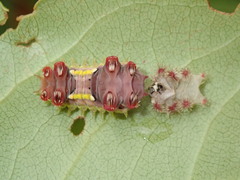 Doratifera vulnerans