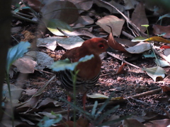 Rallina fasciata