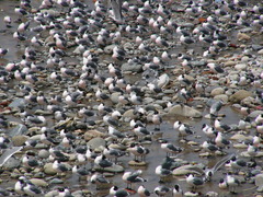 Leucophaeus pipixcan