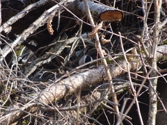 Poecile palustris