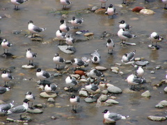 Leucophaeus pipixcan