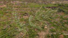 Polypogon viridis