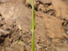 Lolium canariense