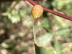 Paropsisterna fastidiosa