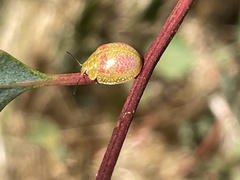 Paropsisterna fastidiosa