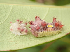 Doratifera vulnerans