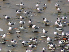 Leucophaeus pipixcan