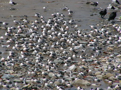 Leucophaeus pipixcan