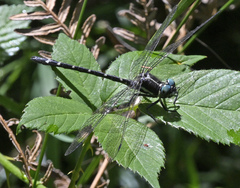 Eusynthemis guttata