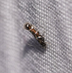 Stagmatophora argyrostrepta