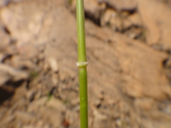 Lolium canariense