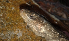 Tropidurus jaguaribanus