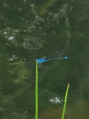 Pseudagrion microcephalum