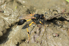 Sceliphron destillatorium