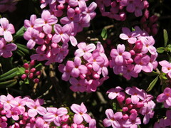 Daphne cneorum