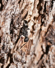 Polyrhachis phryne