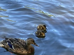 Anas platyrhynchos