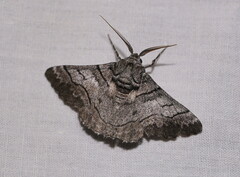 Hypobapta diffundens